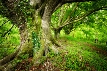 Ancient Beech trees in the forest