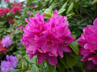 Rhododendron , blooming azalea - beautiful flowering decorative shrubs
