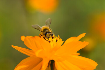 Close-up cosmos flowers with the bee, in the outdoor garden.