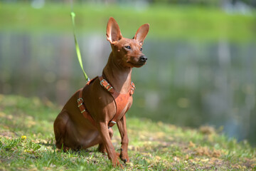 Miniature pinscher with uncut ears in the park