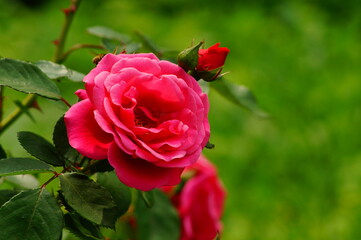 Fototapeta premium Beautiful , fragrant rose bush in the garden at summer day