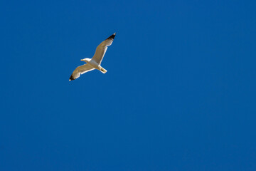 American White Pelicans