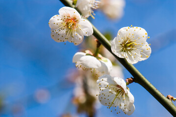 Plum flowers blooming in the garden.