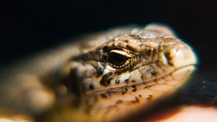 Oko jaszczurki  © Wojtek