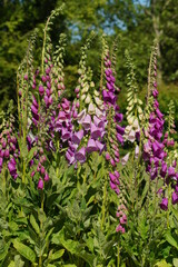 digitalis purpurea - colorful foxglove flowers ( common foxglove, purple foxglove or lady's glove)