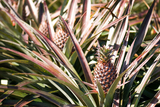 Pineapple in the field , tropical fruit of Taiwan.