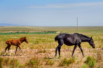 Horse and foal in the steppe. Brown Horses graze in their natural habitat. Summer steppe landscape. horse pasture. Meadow with green grass and flowers. The beauty of free horses.
