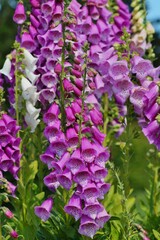 Obraz premium digitalis purpurea - colorful foxglove flowers ( common foxglove, purple foxglove or lady's glove)