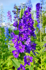 Delphinium Flower in the Garden - Larkspur flowers -  Delphinium elatum