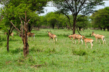 Naklejka na ściany i meble Herd of Hartebeests in Northern Serengeti, Tanzania