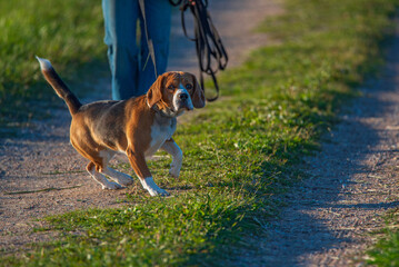 Curious beagle on a walk in the field. Photographed close-up.