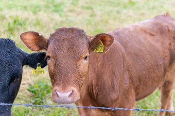 Obraz na płótnie Canvas cow in a field