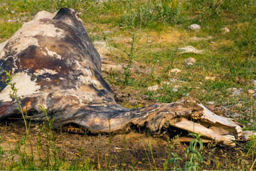 Fototapeta na wymiar The corpse of a horse in the wild. The body of a dead horse on the ground in the grass. The corpse of a horse decays. Cadaverous spots on the skin. Skeleton of a horse. Bones, hair next to the corpse.