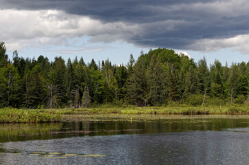 Naklejka premium Wetland scenic 