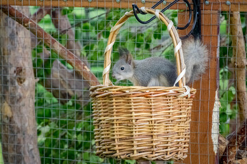 gray squirrel on a tree, close-up