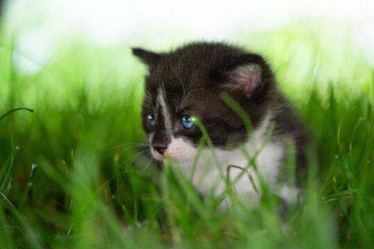Portrait of a cute blue-eyed kitten in the grass. Close-up photo.