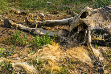 The corpse of a horse in the wild. The body of a dead horse on the ground in the grass. The corpse of a horse decays. Cadaverous spots on the skin. Skeleton of a horse. Bones, hair next to the corpse.