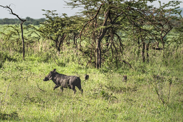 Fototapeta na wymiar Wart hog with piglets in Serengeti, Tanzania