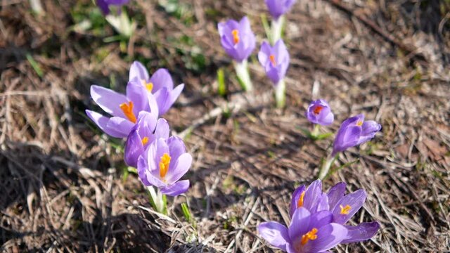 spring crocus flowers,  Crocus flowers on a mountain meadow in early spring, close up shot