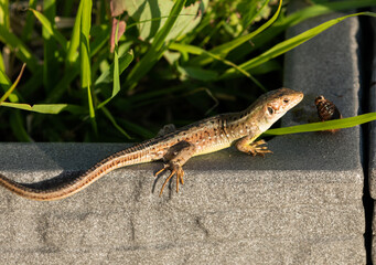 Female Lizard on the Rocks