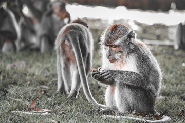 Monkey chilling in Uluwatu temple by the india ocean in Bali Indonesie