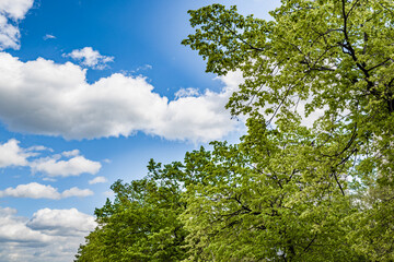 Fototapeta premium Blue sky over spring Park