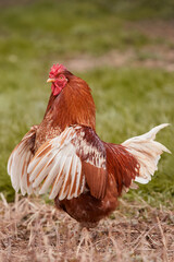 Red rooster crowing with open wings against green bokeh background