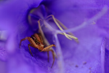A brown spider in a flower