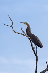 great blue heron on branch