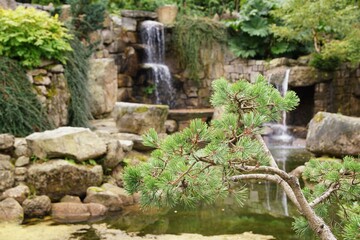 Formed pine in a Japanese garden, water, stones, plants and waterfall in the background
