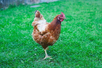 chicken walking in the grass