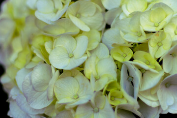 黄色　あじさい