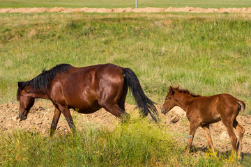 Naklejka na ściany i meble Horse and foal in the steppe. Brown Horses graze in their natural habitat. Summer steppe landscape. horse pasture. Meadow with green grass and flowers. The beauty of free horses.