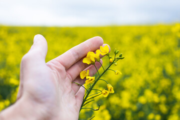 Farmer Hands in Oilseed Rapeseed Field Examining and Controlling The Growth of Plants