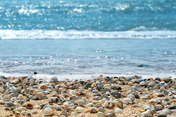 azure wave along the coast with a shell