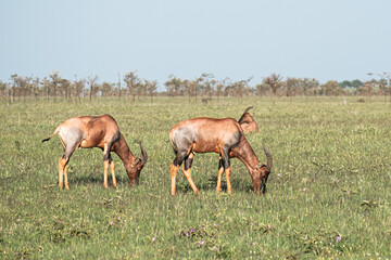 Naklejka na ściany i meble Herd of topi in the Serengeti, Tanzania 