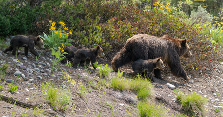 Grizzly Bear #399 leading her 4 cubs through the forest in the Grand Tetons.