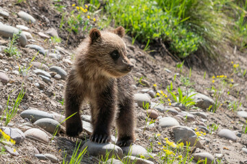 Obraz na płótnie Canvas Grizzly Bear cub standing on hillside in Grand Teton National Park looking to the distance.