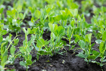 Young green peas on a farm field. Natural agriculture