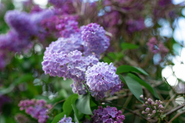 purple lilac branch in the garden selective focus
