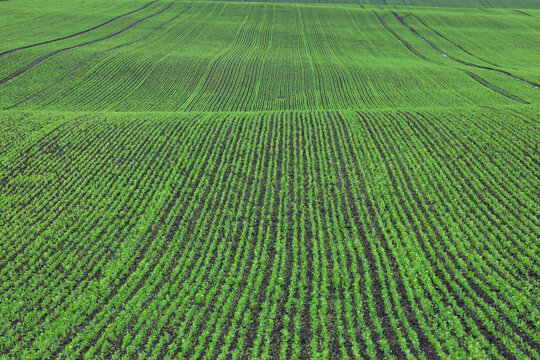 Rows Of Young Green Pea Seedlings On The Field Near The Farm. Agriculture