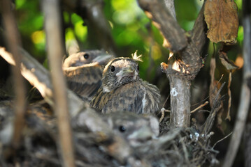 European robin (Erithacus rubecula, robin redbreast) nestlings sitting in nest, blurry branches background