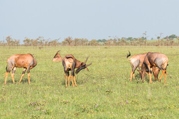 Topi grazing in the Serengeti, Tanzania	