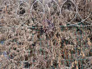 dried yellowed pine trees behind wire fence