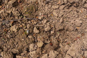 Beetle Soldier runs on the sand among the blades of grass and pebbles