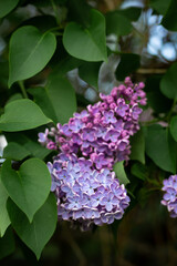 Fototapeta na wymiar Spring branch of blossoming lilac macro focus