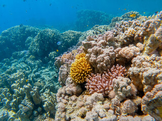 colorful corals and exotic fishes at the bottom of the red sea. beautiful natural summer background