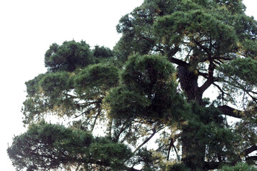 大きな松