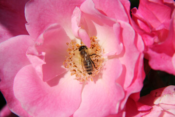 Obraz na płótnie Canvas close up of bee on pink flower