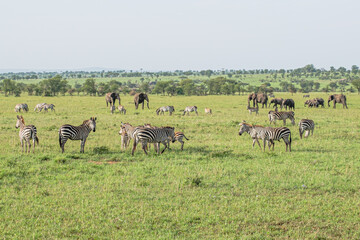 Fototapeta na wymiar Zebras and elephants grazing in the grasslands of the Serengeti, Tanzania